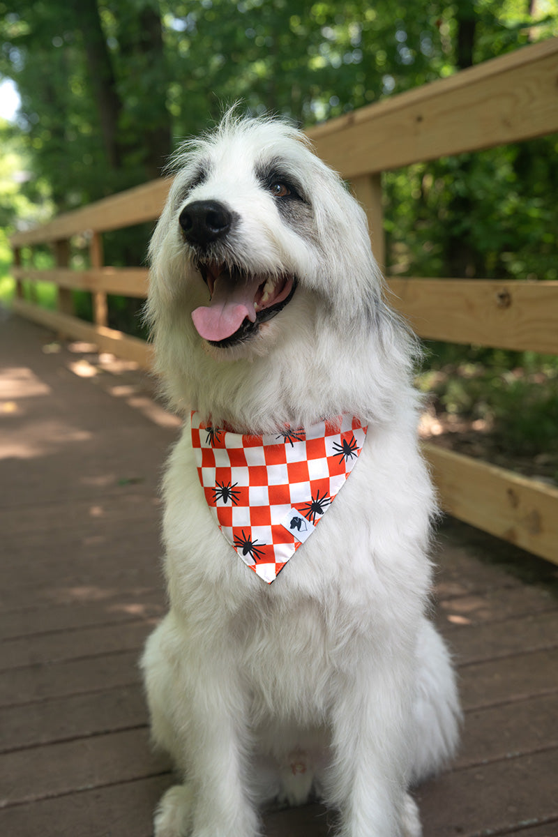 White dog wearing Halloween Plaid reversible dog bandana with spider side showing