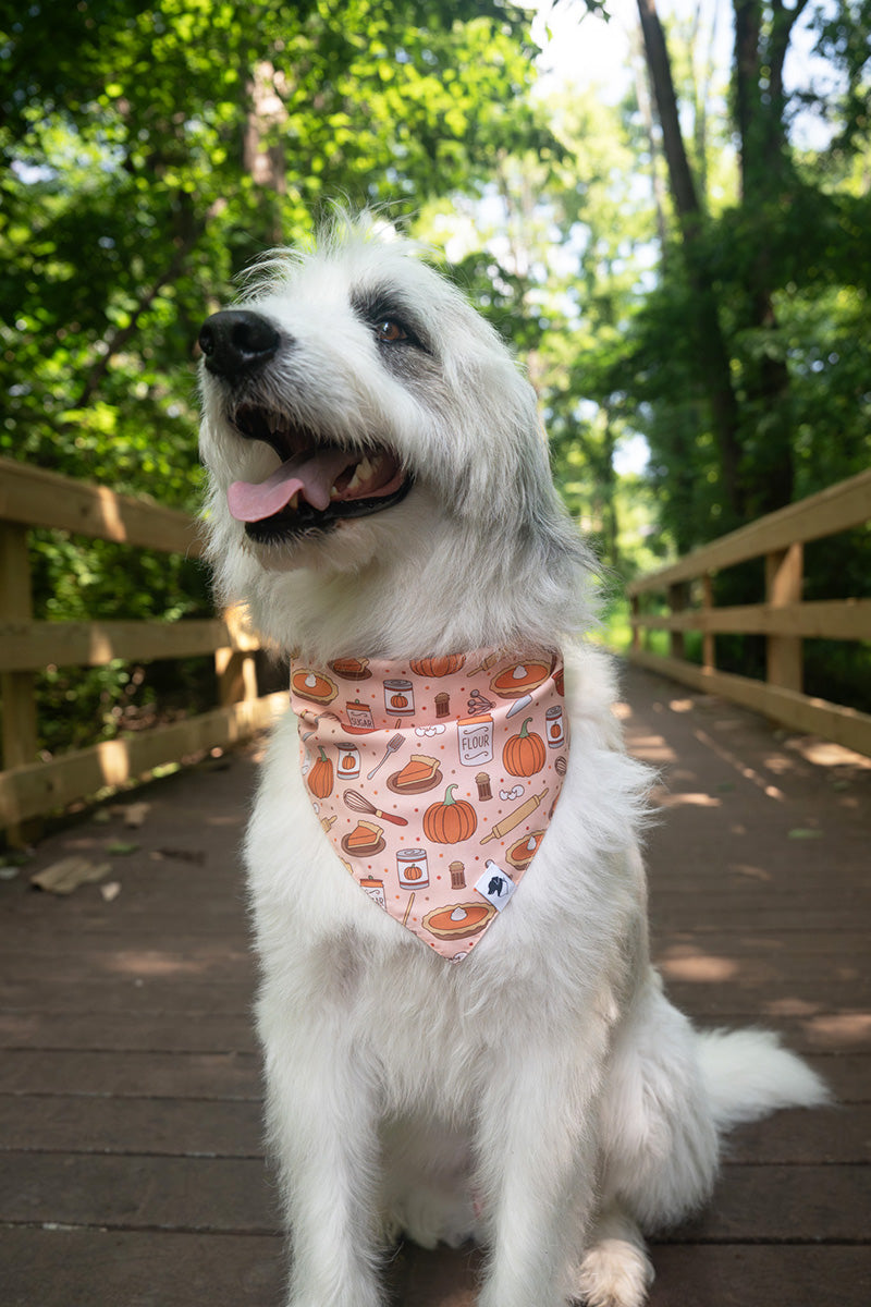 White dog wearing Thanksgiving reversible dog bandana
