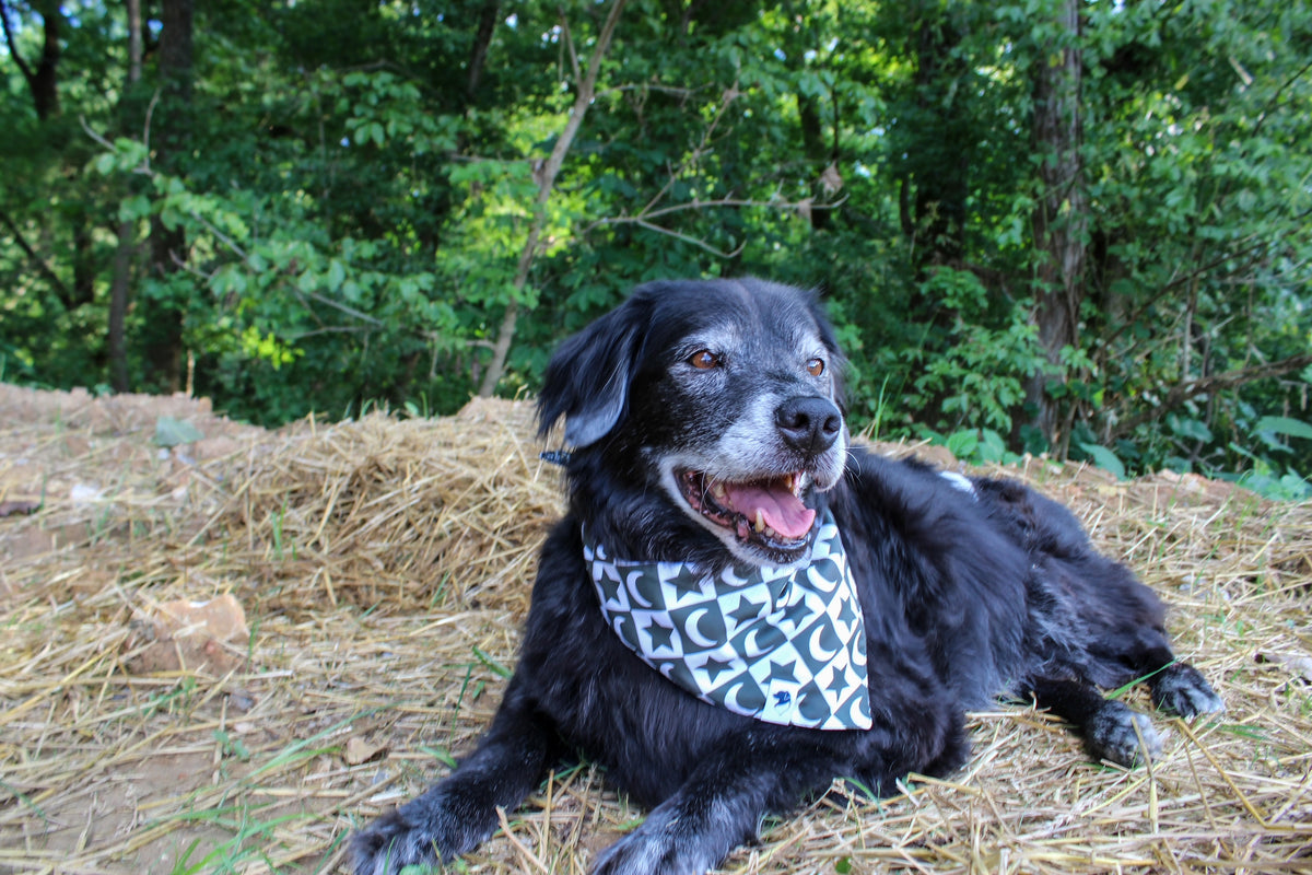 black dog wearing Skeleton reversible dog bandana with stars and moon side showing.