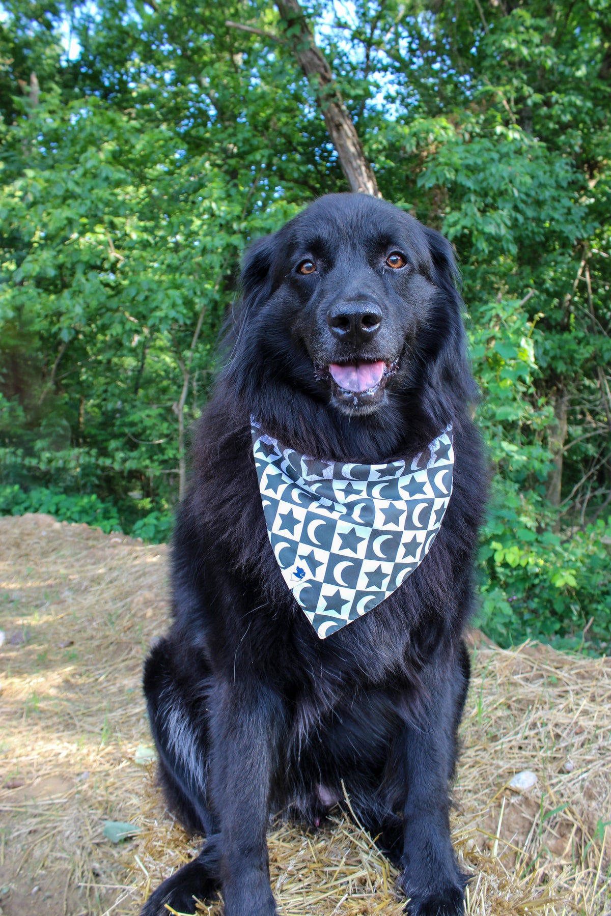 black dog wearing Skeleton reversible dog bandana with stars and moon side showing